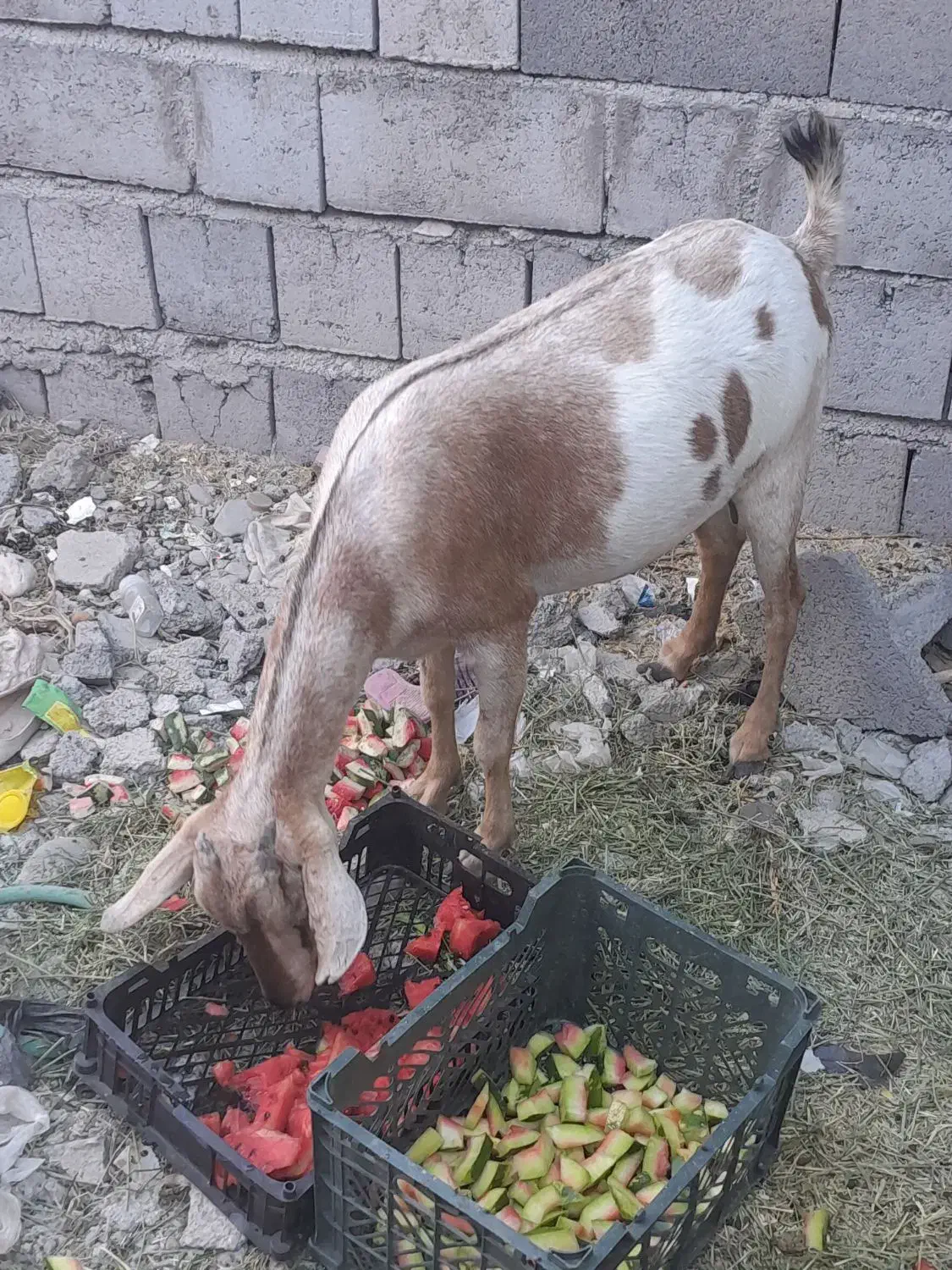 گوسفند کاملآ سام چاق وسرحال خانگی مخصوص داشت.|حیوانات مزرعه|میناب, |دیوار