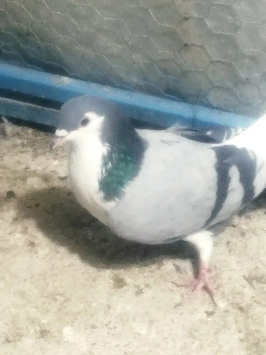 دو عدد نر واز|پرنده|خمینیشهر, |دیوار