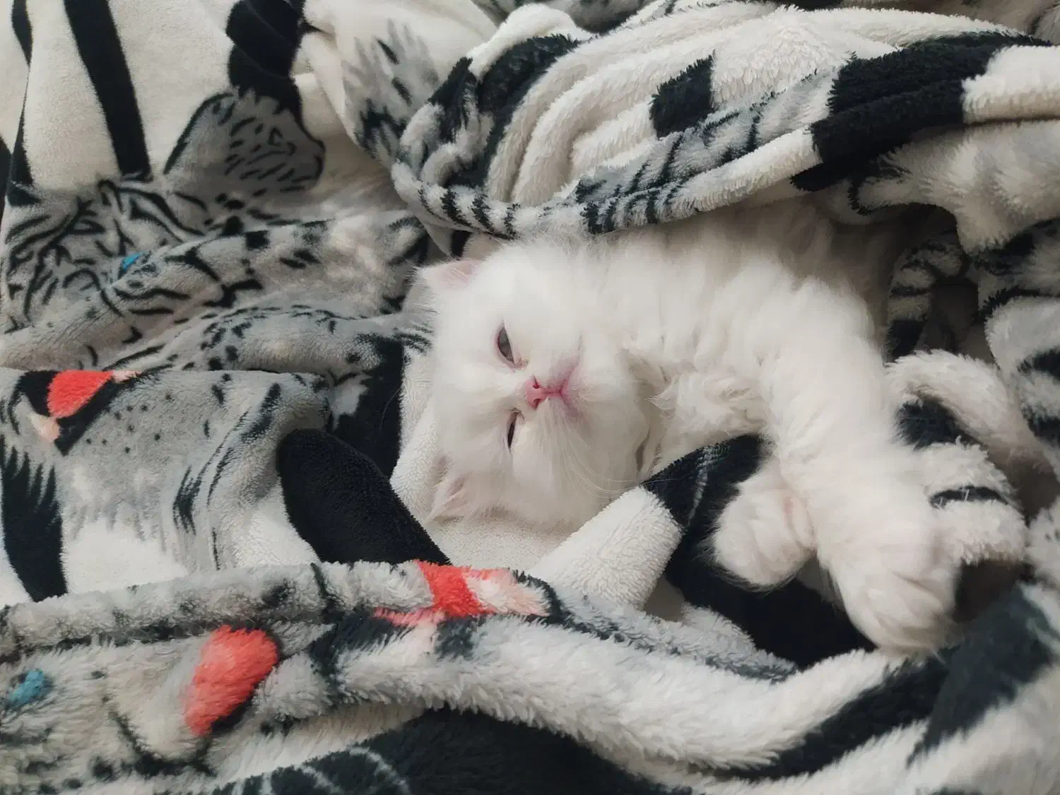 گربه پرشین کلاسیک|گربه|تبریز, |دیوار