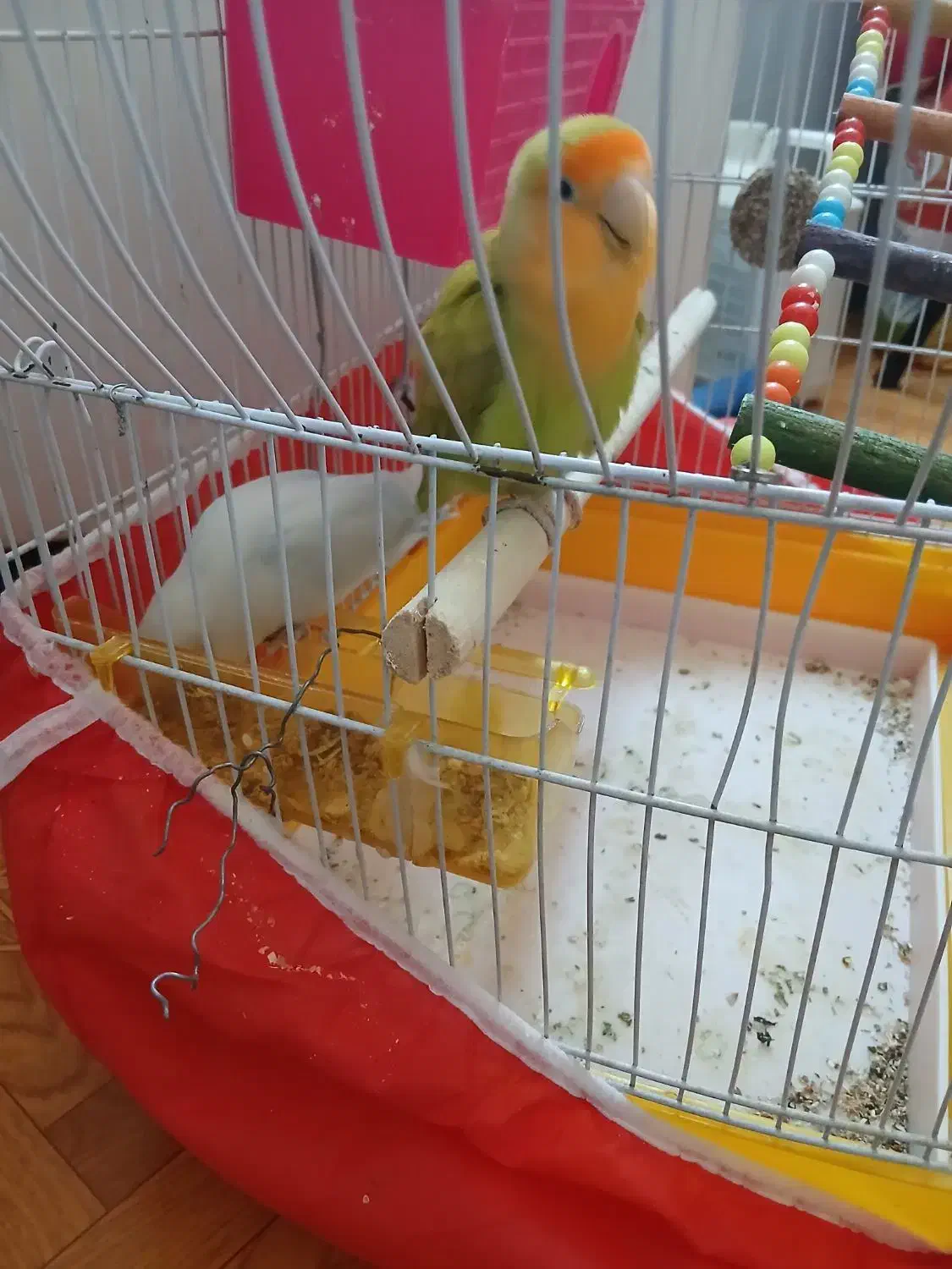 طوطی برزیلی|پرنده|اسلامآباد غرب, |دیوار