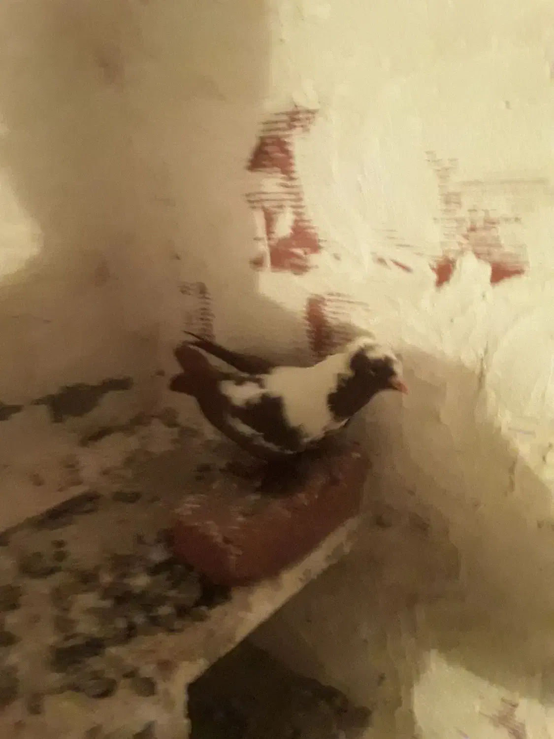 ککلی دوعدد|پرنده|اردبیل, |دیوار