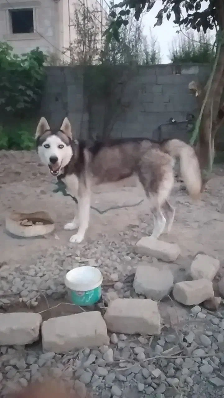 سگ  هاسکی|سگ|گرگان, |دیوار