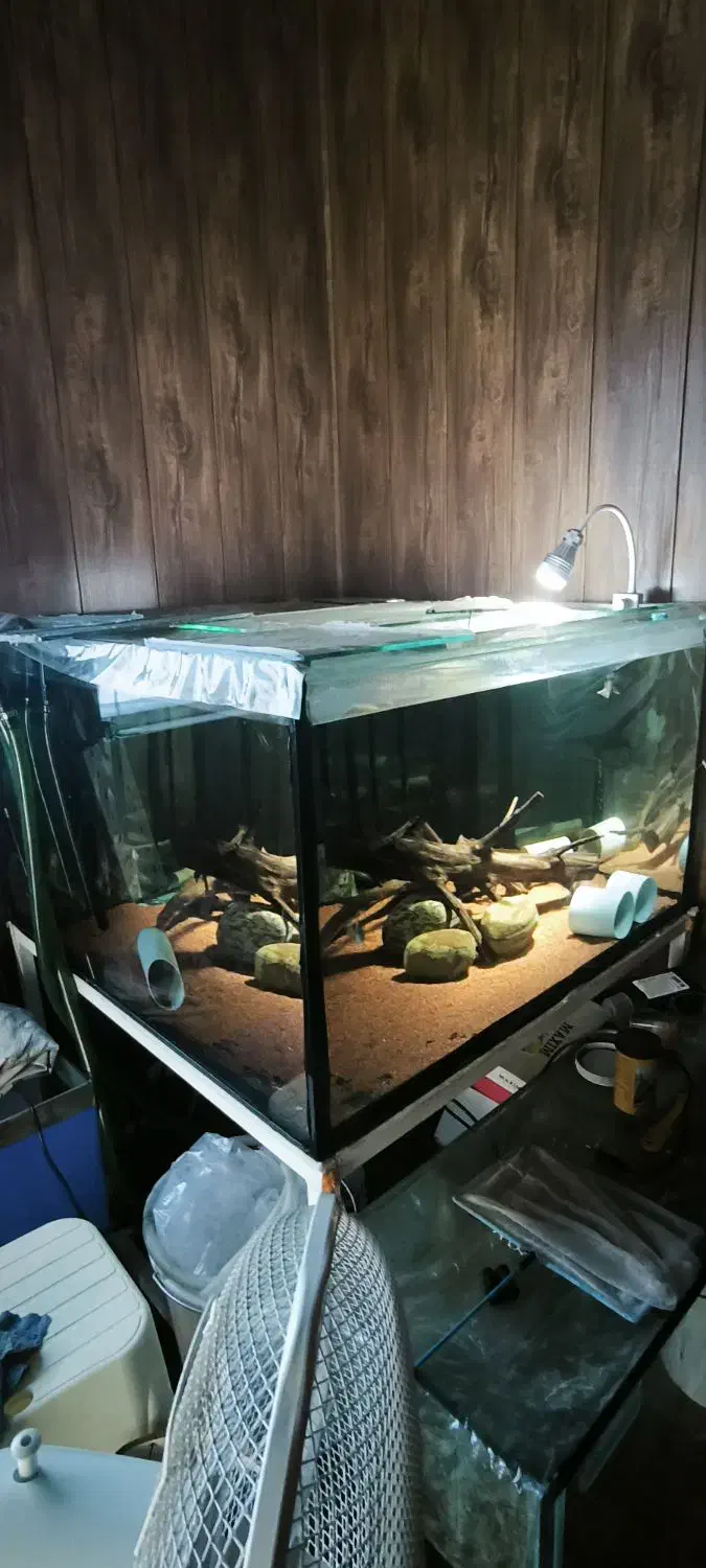 آکواریوم ۱۰۰ در ۱۰۰ در ۵۰ با فیلتر سطلی|ماهی|خرم‌آباد (تنکابن), |دیوار