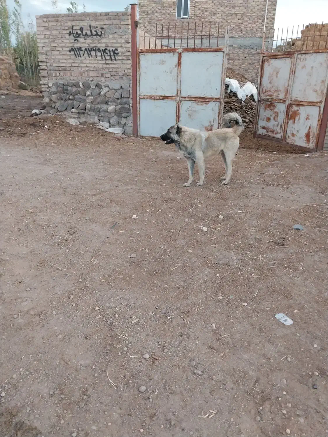 سگ گله ۱۳ ماهه اصیل|سگ|سراب, |دیوار