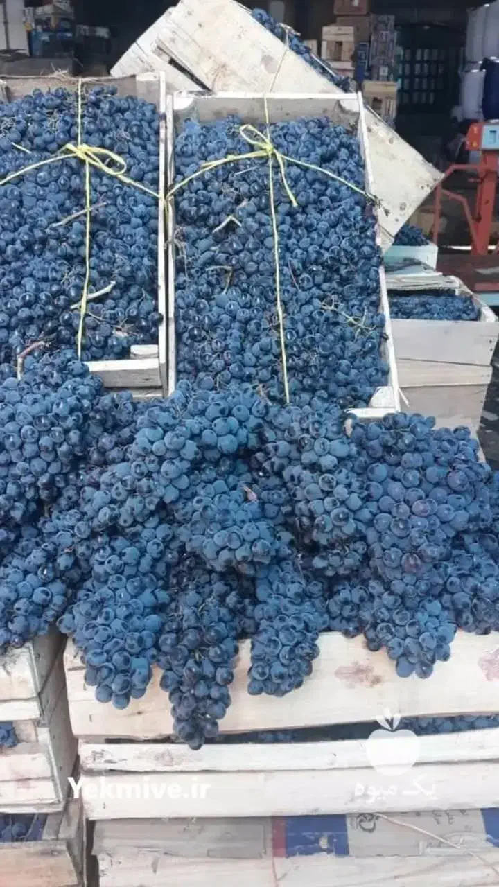 انگور شانی دیم سردشت.سنندج|خوردنی و آشامیدنی|اصفهان, رسالت|دیوار