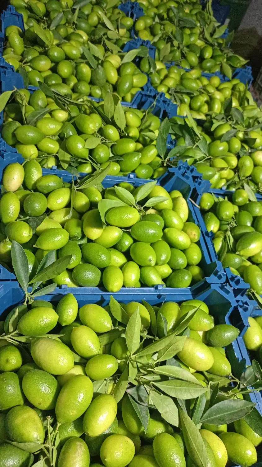 لیمو ترش لایم کوات|خوردنی و آشامیدنی|تهران, مجیدیه|دیوار