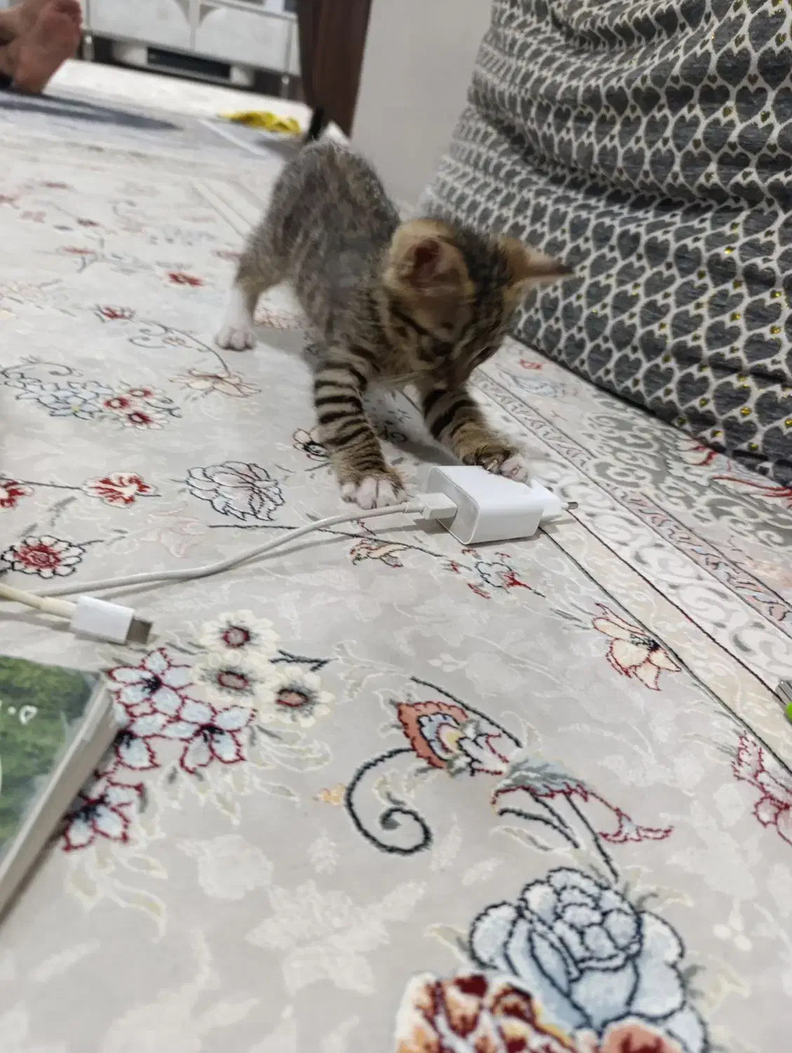 گربه|گربه|رباط‌کریم, شهرک والفجر|دیوار