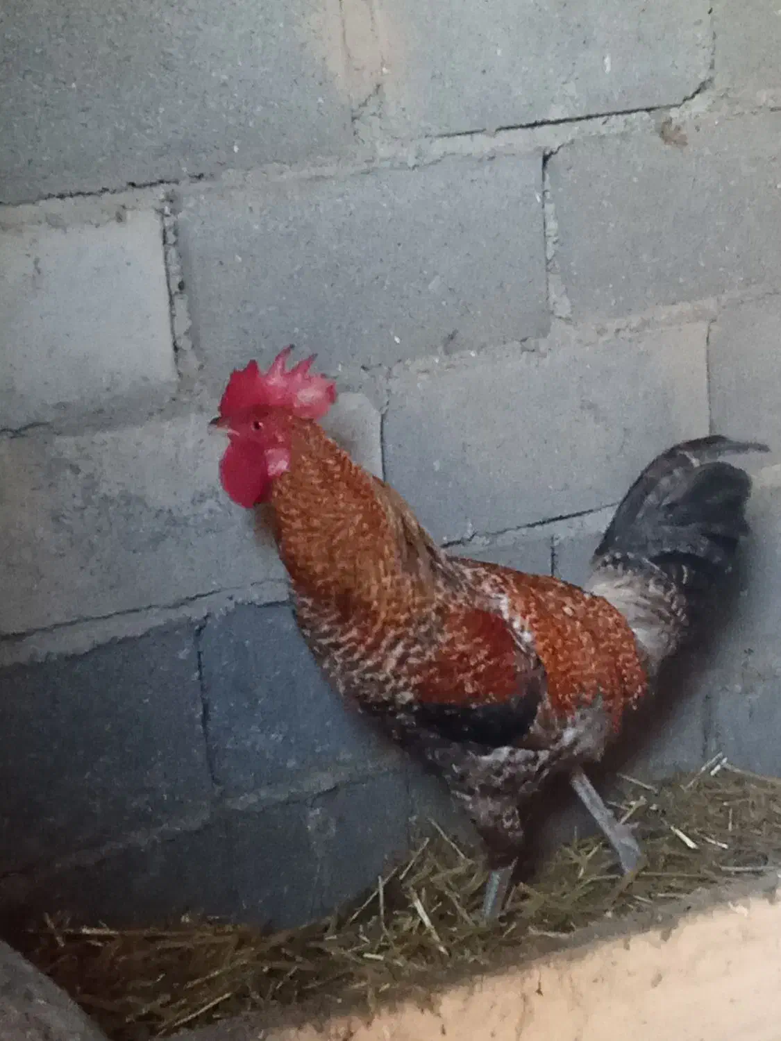 خروس محلی|حیوانات مزرعه|سنگدوین, |دیوار