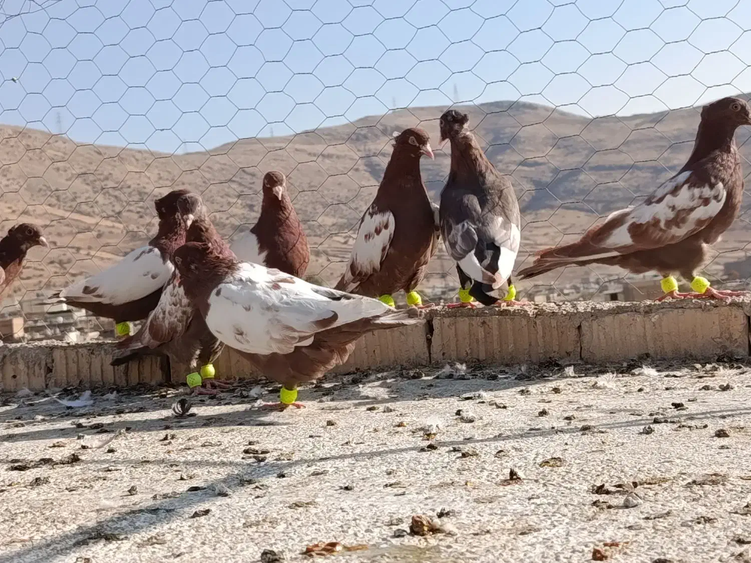 بهبهانی دونه ۲۰۰ تومن مقطوع|پرنده|شیراز, سعدیه شمالی|دیوار