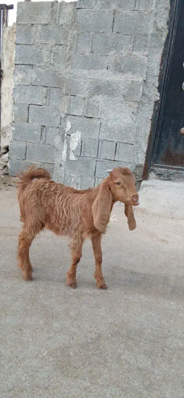 فروش پازن و کهره نر|حیوانات مزرعه|برازجان, |دیوار