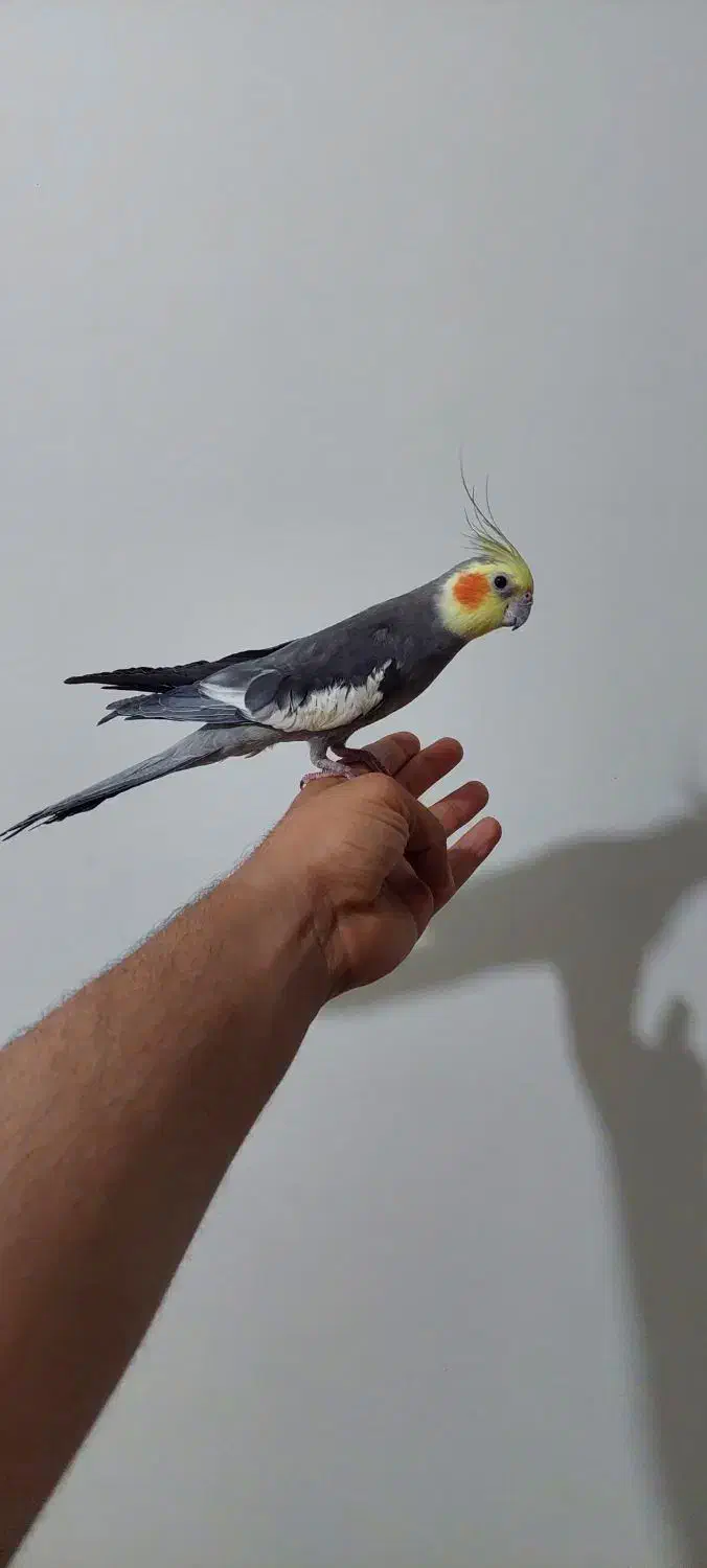 عروس هلندی سینامون|پرنده|اهواز, زیتون کارمندی|دیوار