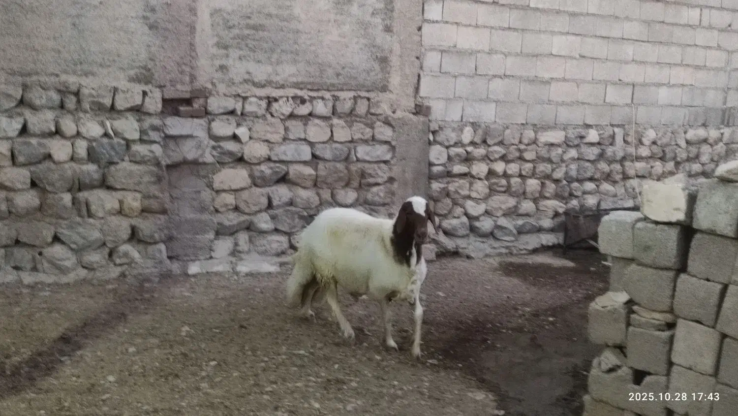 فروش شیشک قوچ سنجابی|حیوانات مزرعه|آبدانان, |دیوار