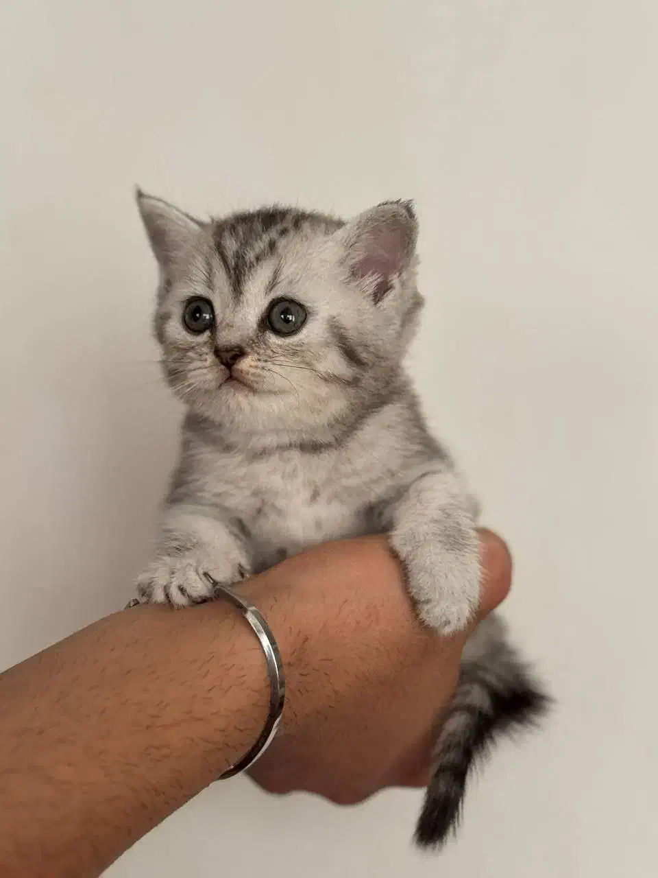 شهر گربه خاص بامزه ( بریتیش پرشین اسکاتیش )|گربه|کرمانشاه, |دیوار