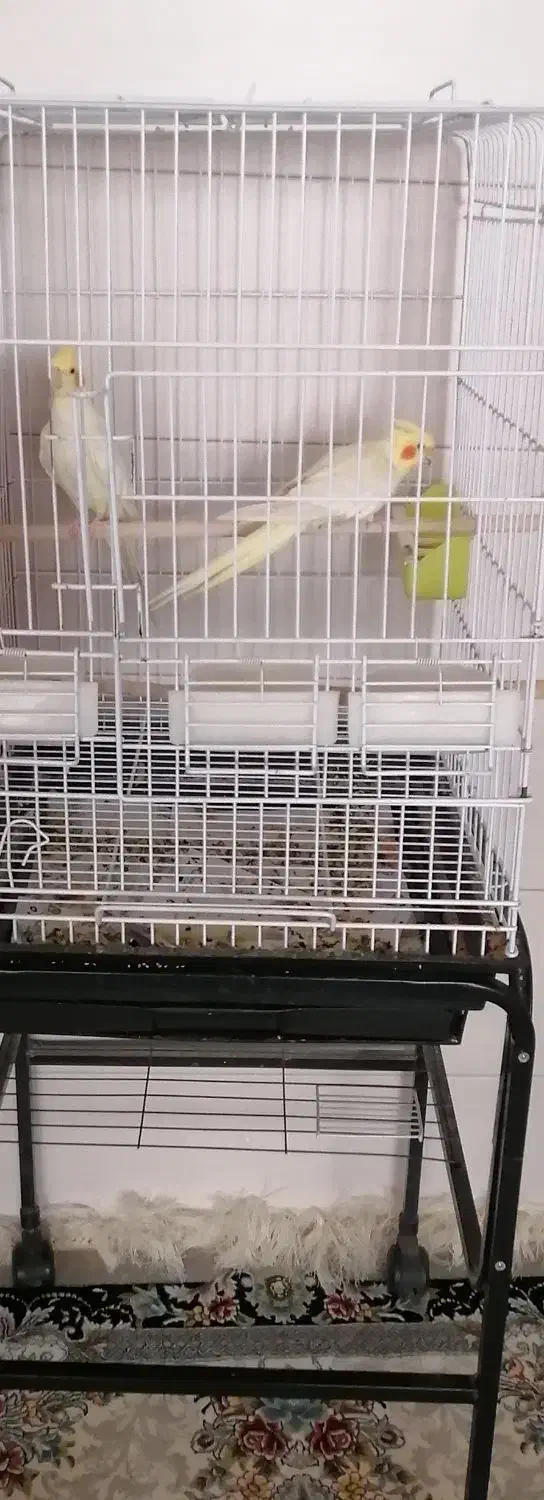 عروس هلندی مولد|پرنده|زیباشهر, |دیوار