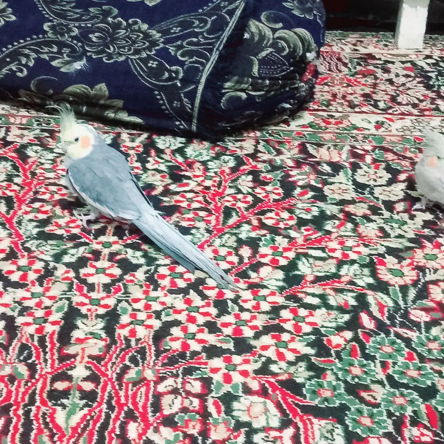 عروس هلندی|پرنده|عنبرآباد, |دیوار