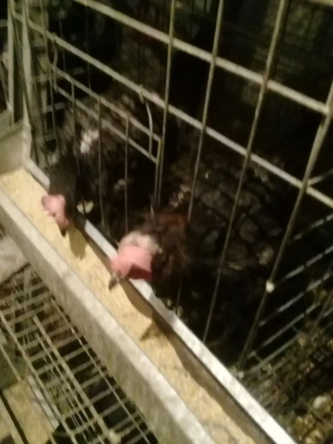 مرغ بومی تخمگذار خونه، گی|حیوانات مزرعه|فرخشهر, |دیوار