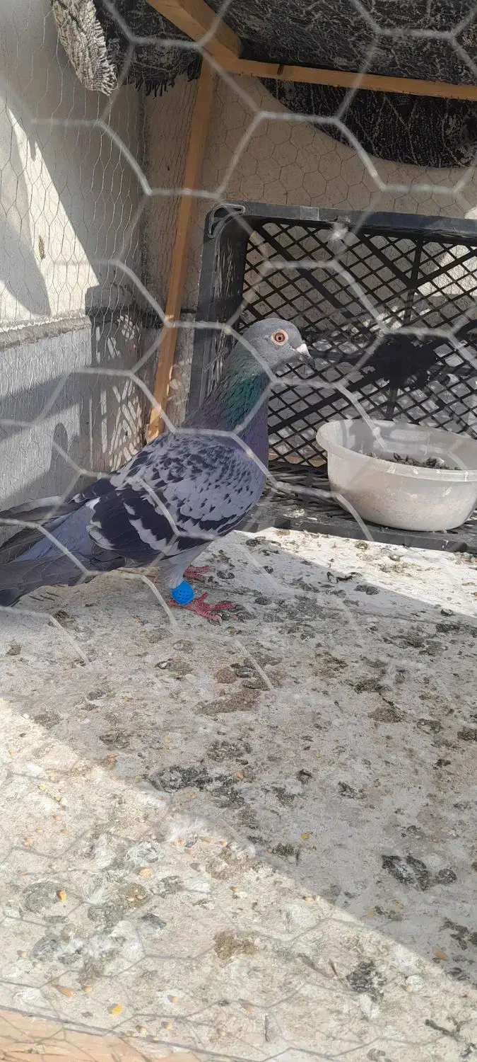 سبز المانی سرهال|پرنده|نگین شهر, |دیوار