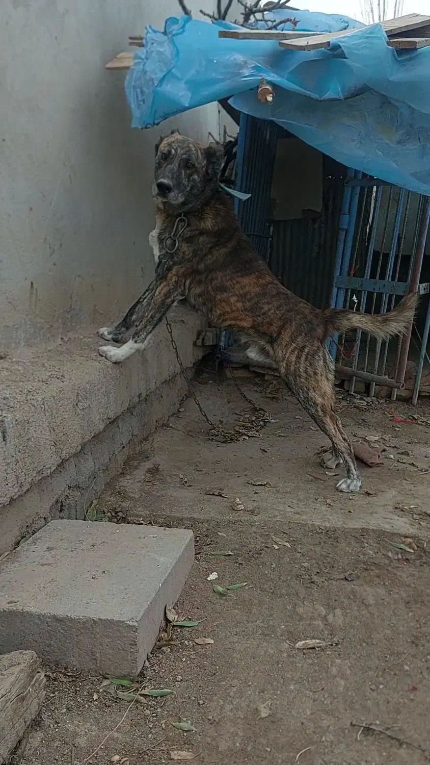 واگذاری سگ افغان|سگ|احمدآبادمستوفی, |دیوار