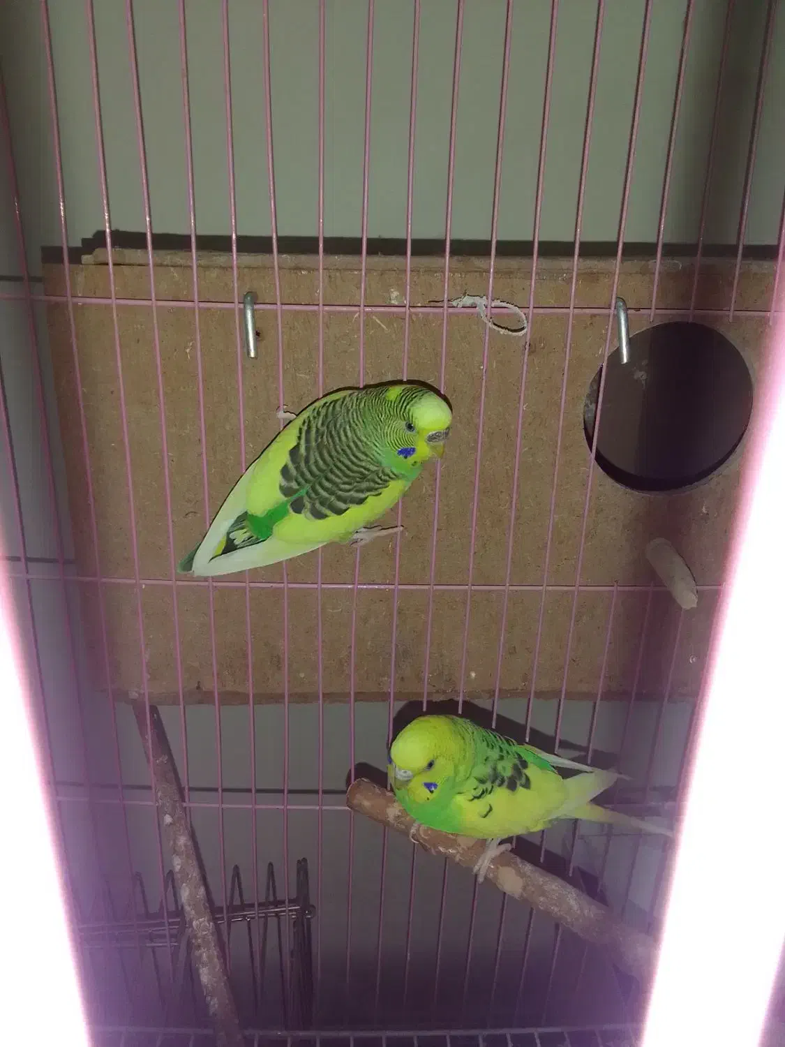 مرغ عشق|پرنده|جلفا, |دیوار