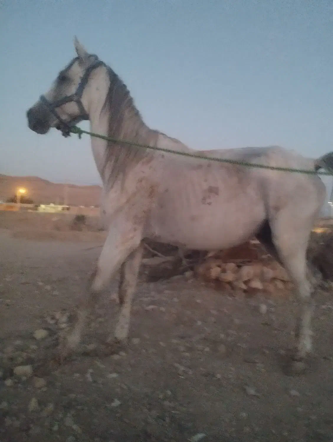 نریون سواری و رقاصی عالی|اسب و تجهیزات اسبسواری|ایزدخواست, |دیوار