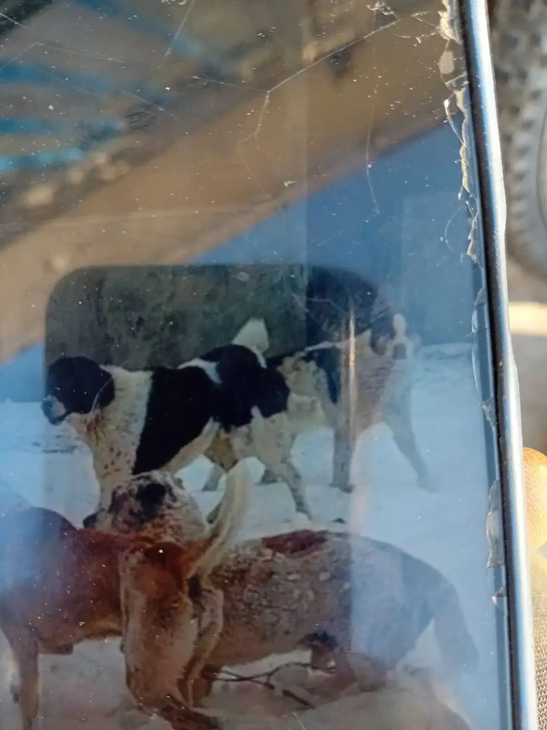 باسلام این حیون سیاه سفید گم شده حدود ۴۰ روز پیش|حیوانات|قوچان, |دیوار