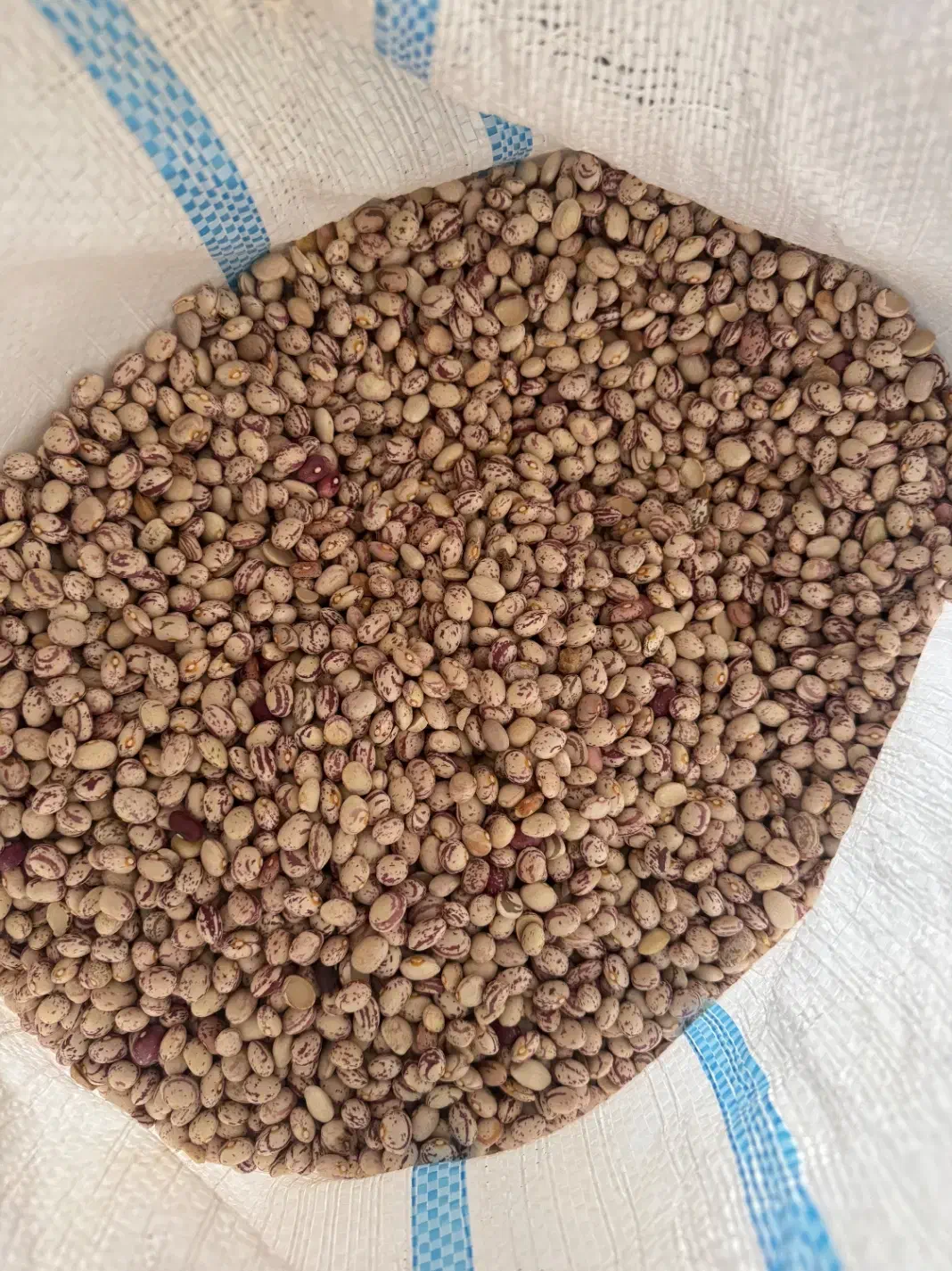 لوبیا چینی عمده|عمدهفروشی|ساری, |دیوار