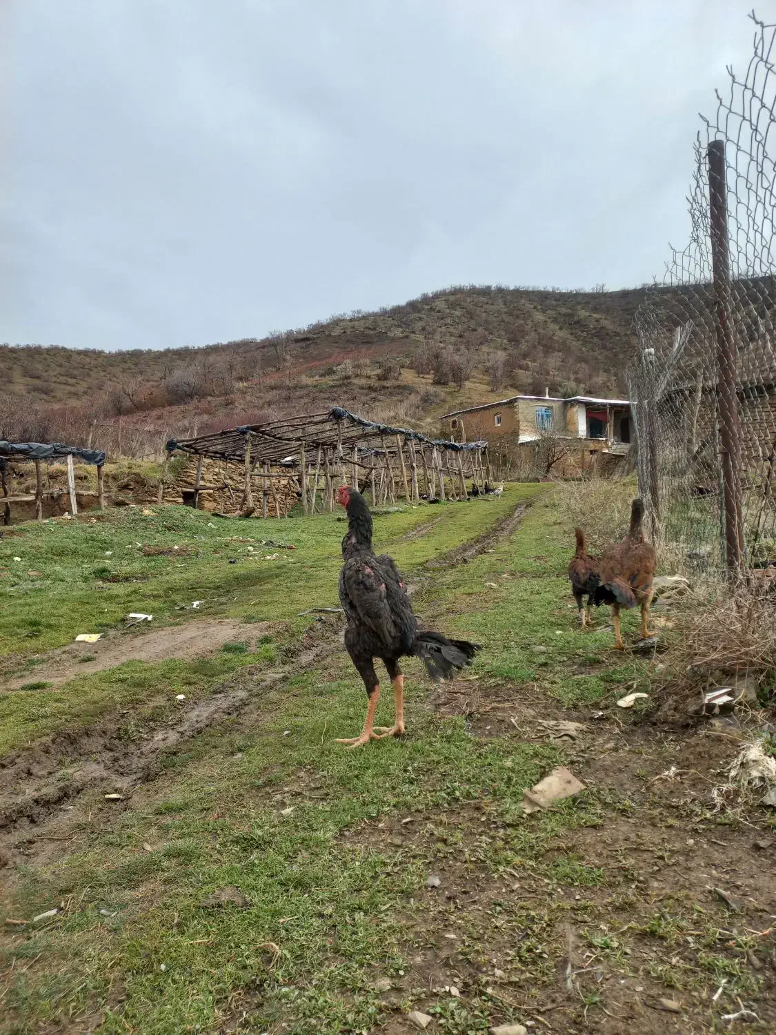 خروس اوشامو|حیوانات مزرعه|مریوان, |دیوار