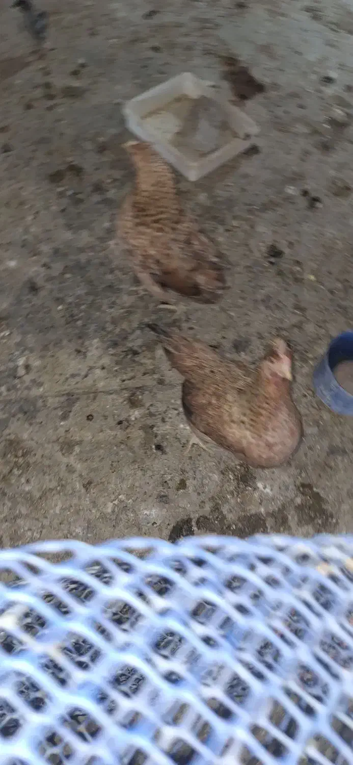 تخم مرغ محلی اصل نطفه دار|حیوانات مزرعه|رامهرمز, |دیوار