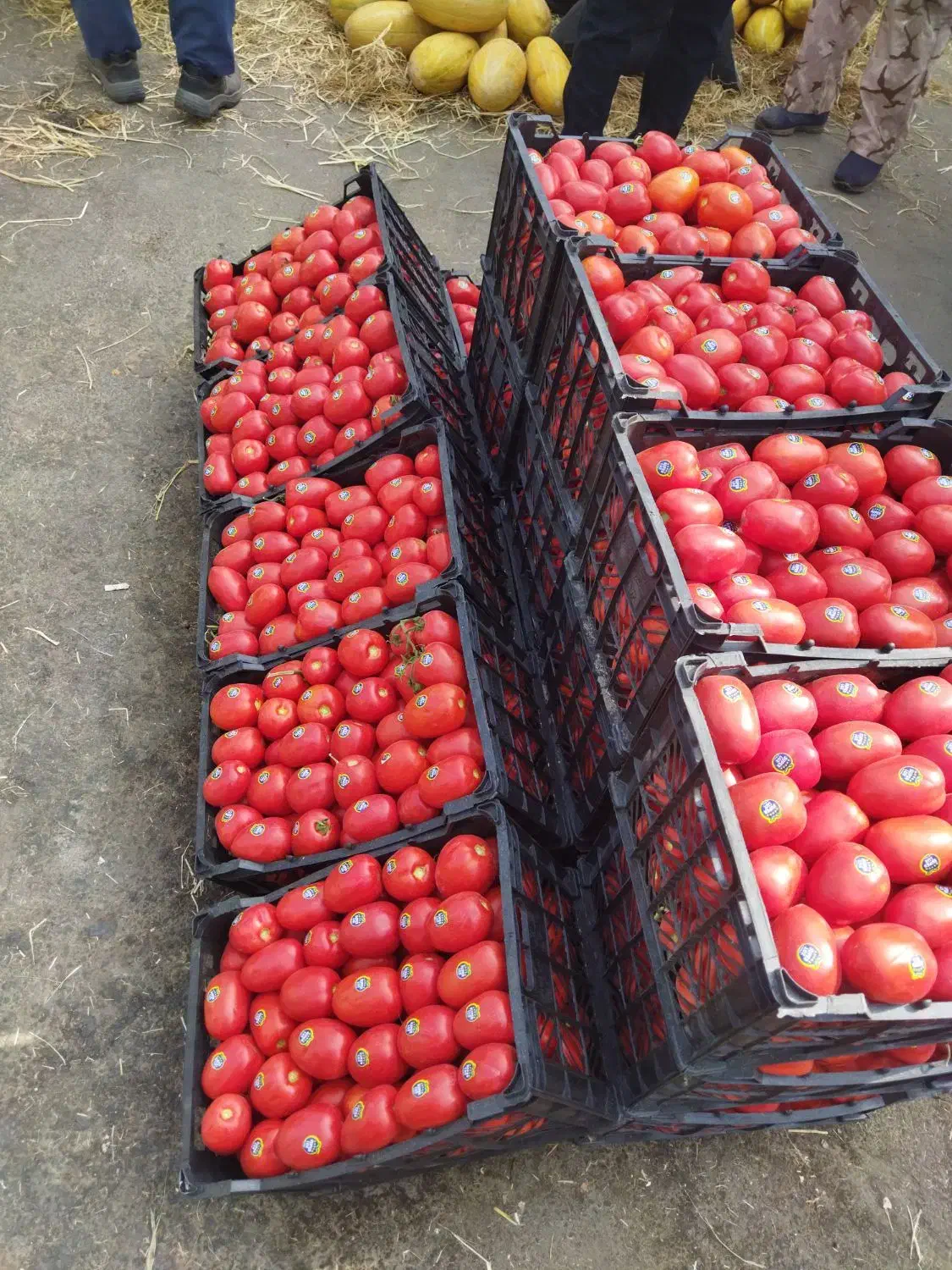 زمین یک طناب|گل و گیاه طبیعی|انزل, |دیوار