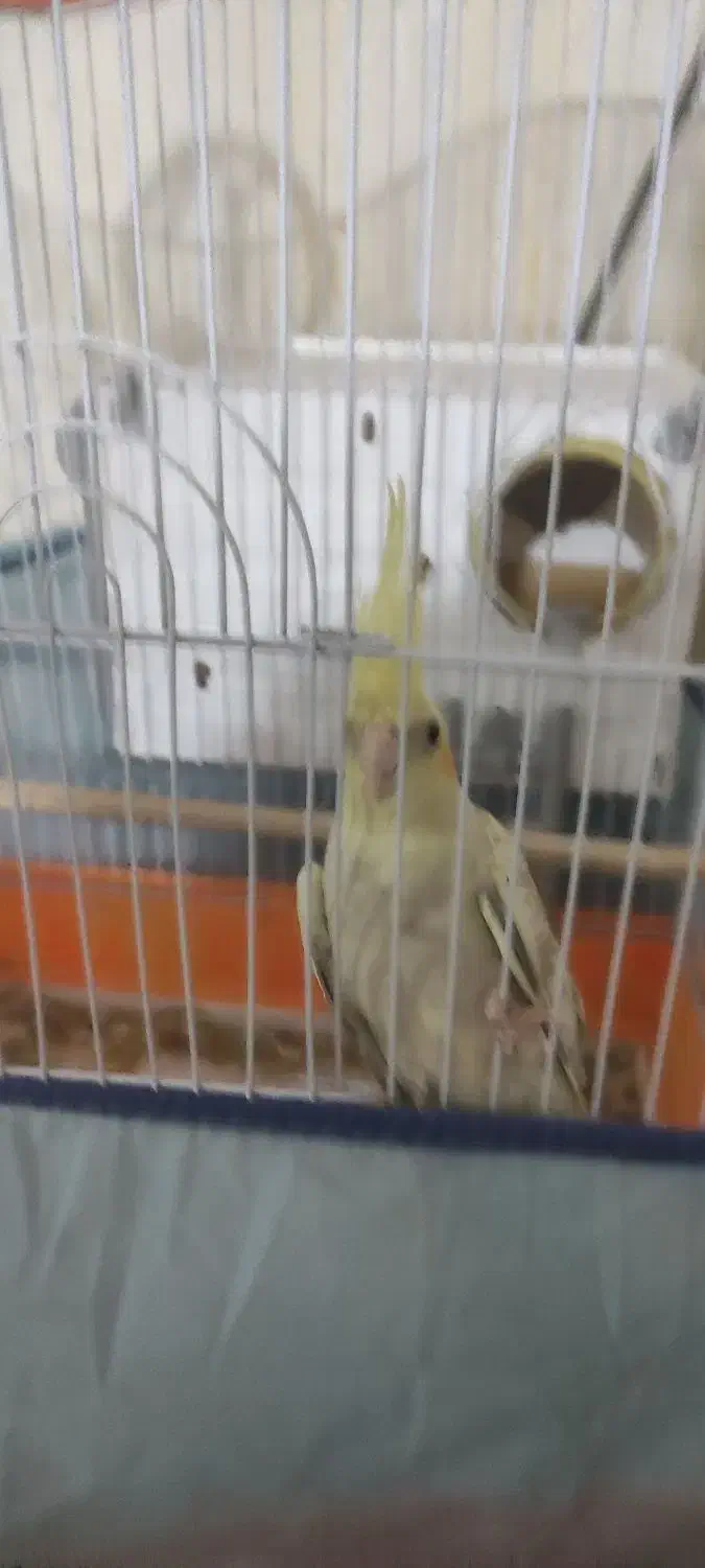 عروسی هلندی ماده باقفس|پرنده|اردبیل, |دیوار