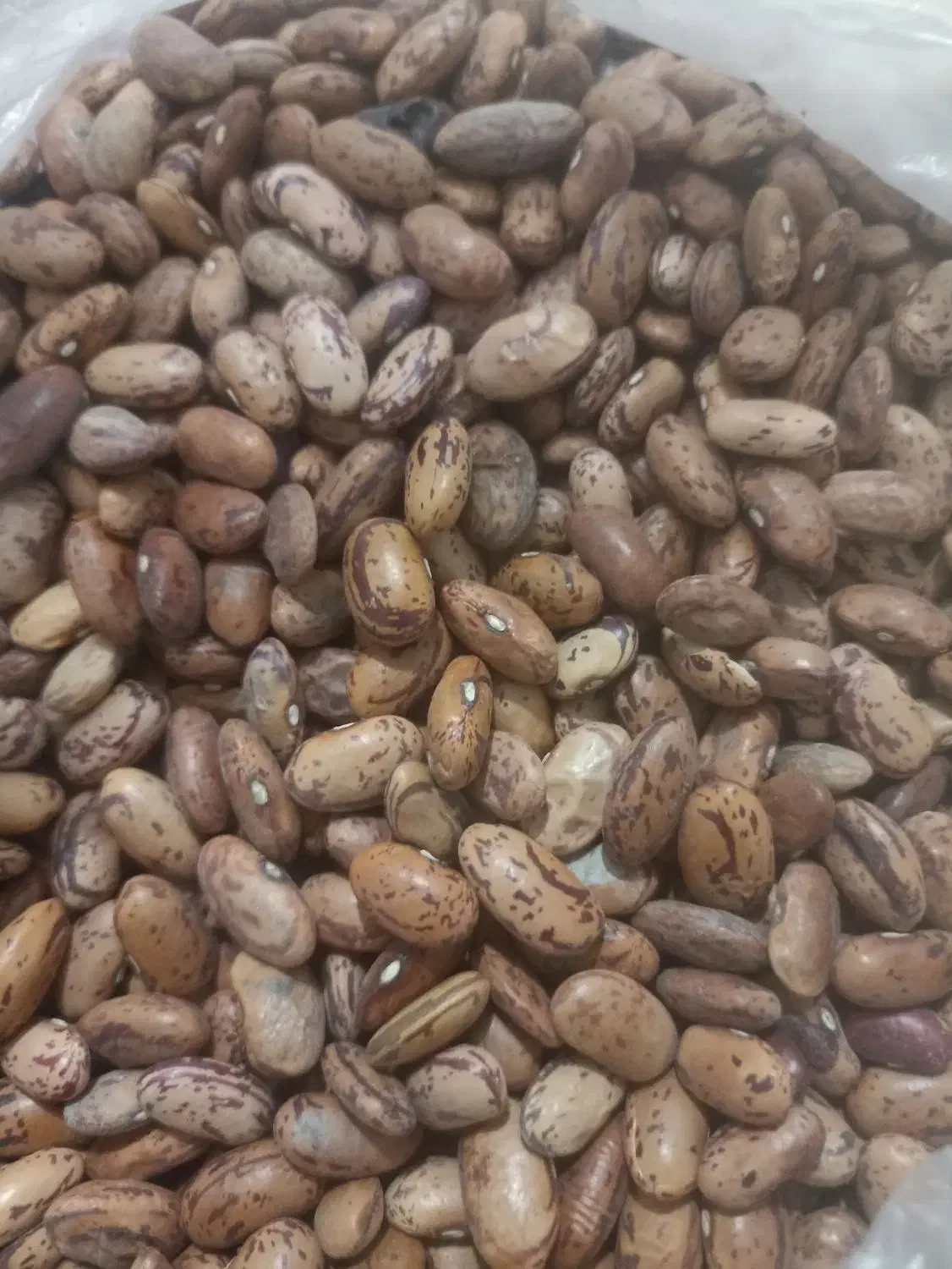 لوبیا لپه ولوبیا خارجی|خوردنی و آشامیدنی|شیراز, شاپورجان|دیوار