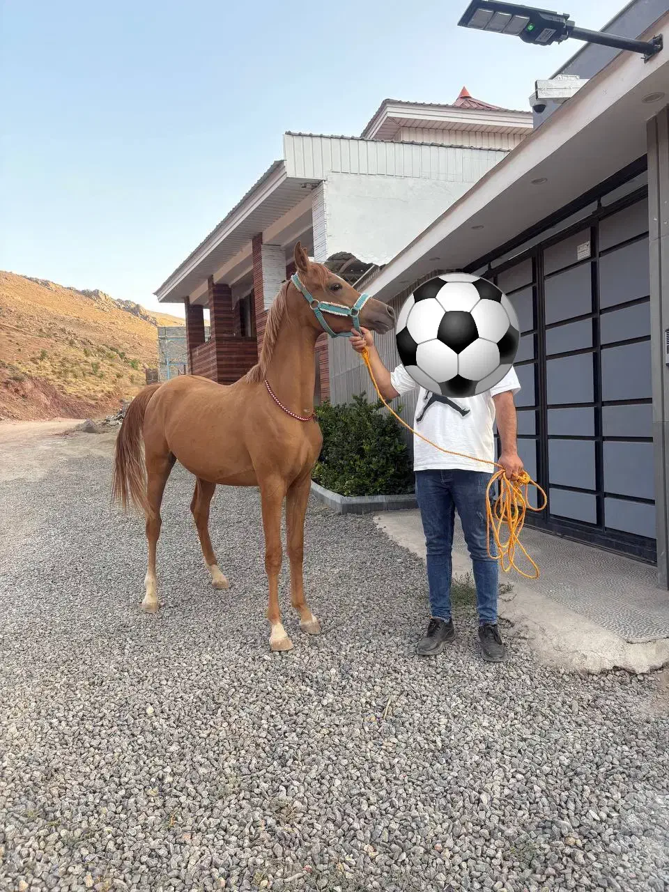 فروش کره ۲۴ ماهه عرب مصری|اسب و تجهیزات اسبسواری|آبعلی, |دیوار