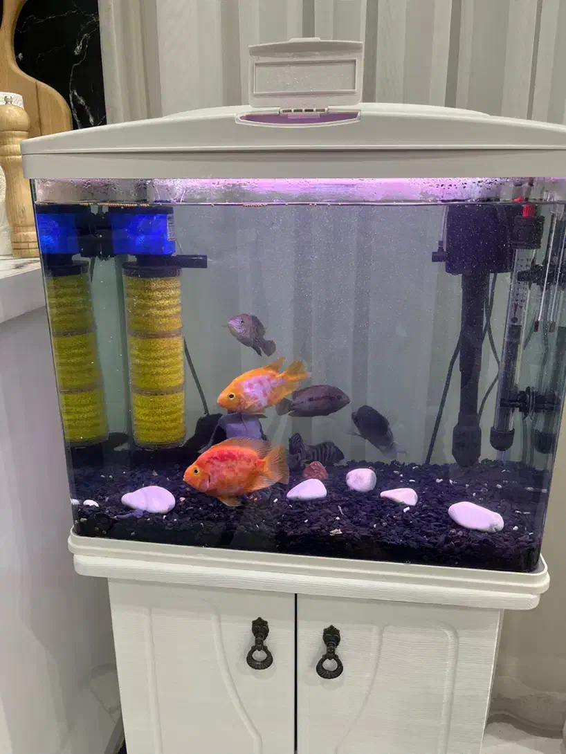 آکواریوم ماهیران با پایه در حد|ماهی|کرج, کوی مدرس|دیوار