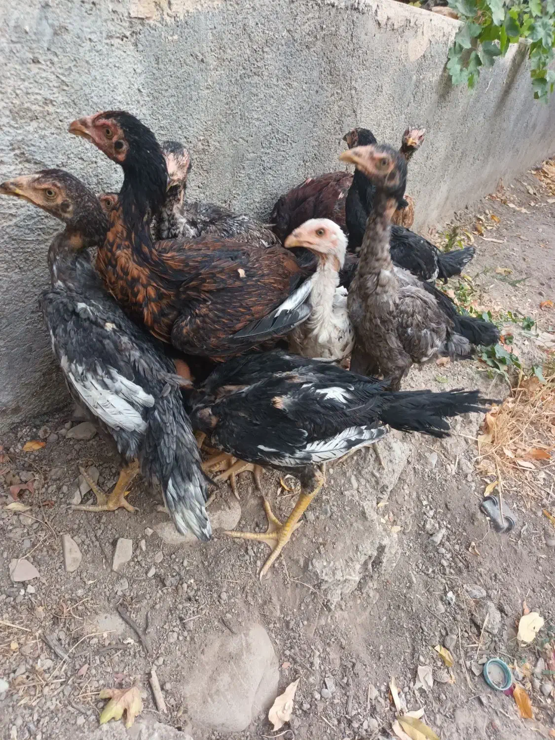 ۱۰عددخروس لا ی سالم وسرحال به شرط فوری|حیوانات مزرعه|کرج, کمال‌شهر|دیوار