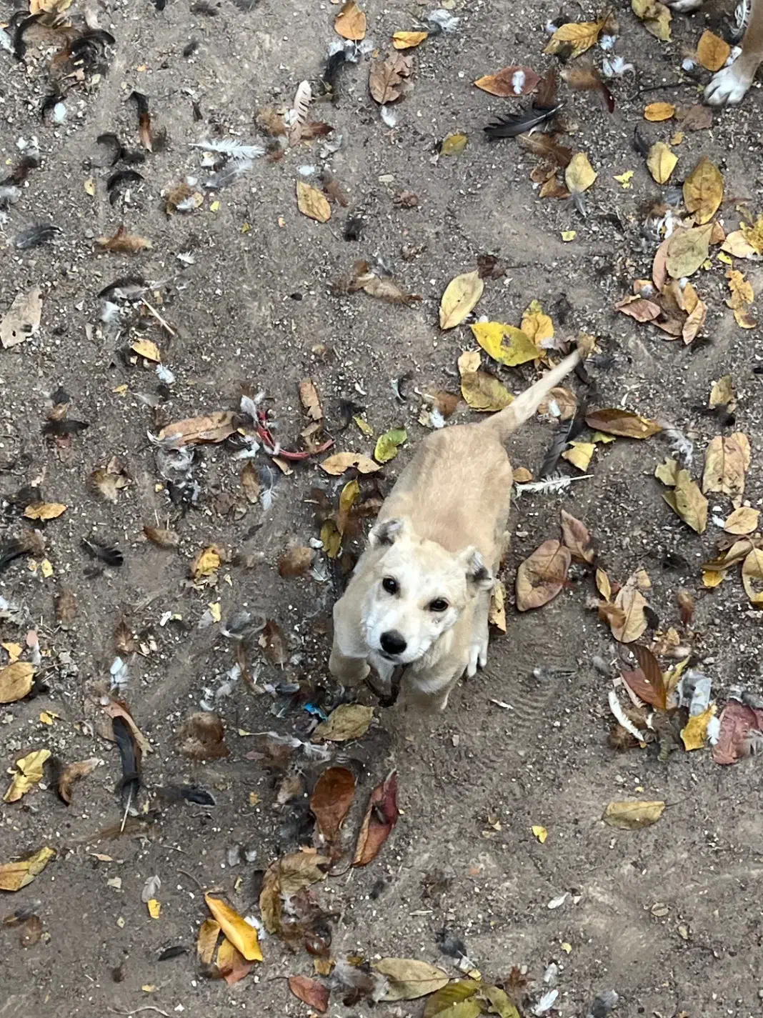 سگ سراب|سگ|قزوین, |دیوار