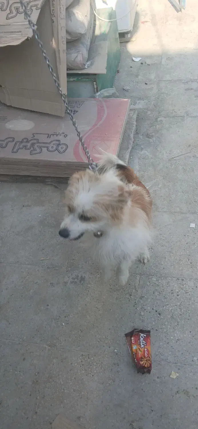 سگ پشمالو|سگ|بندر امام خمینی, |دیوار