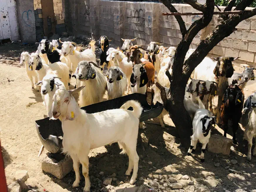 بزکره|حیوانات مزرعه|بافت, |دیوار