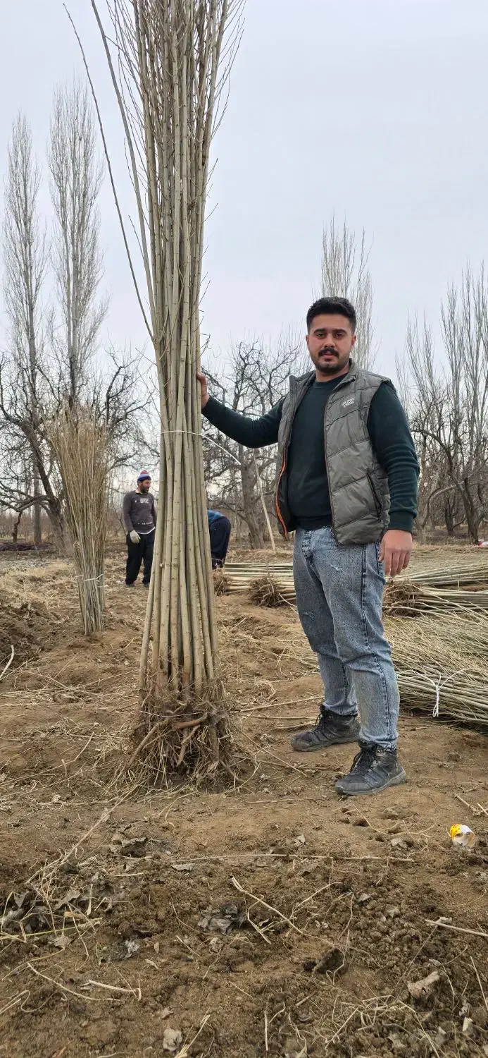 نهال بازار پسند صنوبر|خدمات باغبانی و درختکاری|بندرعباس, |دیوار