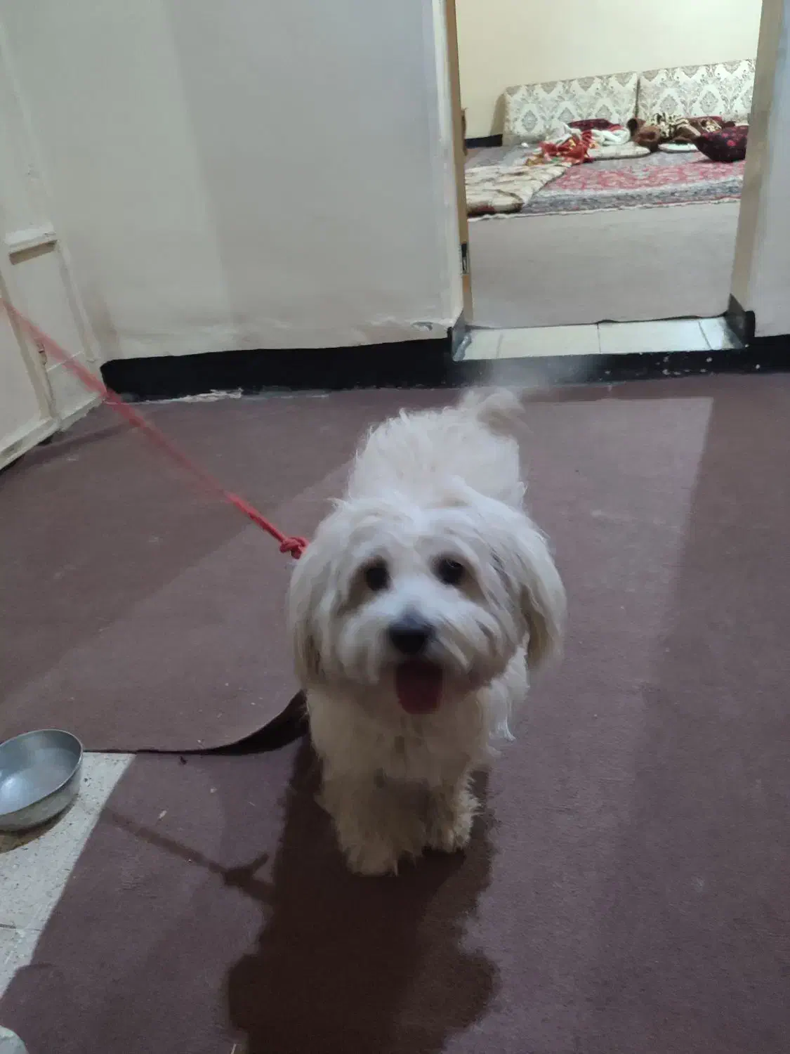 سگ ماده 5ساله.نژاد شیتزو کراس|سگ|میانکوه, |دیوار