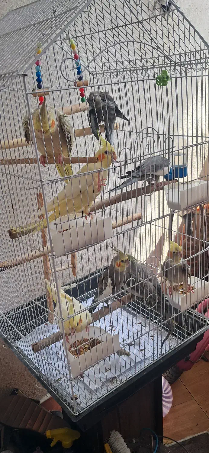 طوطی(عروس هلندی)|پرنده|صومعهسرا, |دیوار