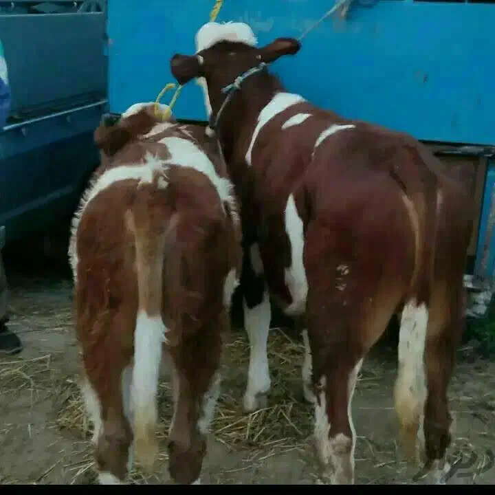 گوساله وحیوانلت دلخواه وخالص|حیوانات مزرعه|سلطانیه, |دیوار