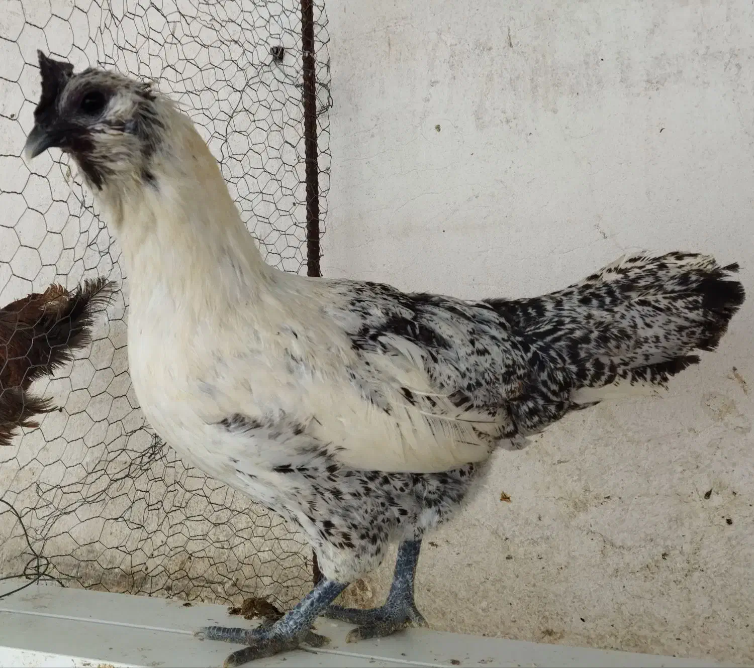 جوجه و تخم مرغ آبی و سبز (لاکنزی و امرکانا)|حیوانات مزرعه|قائمشهر, |دیوار