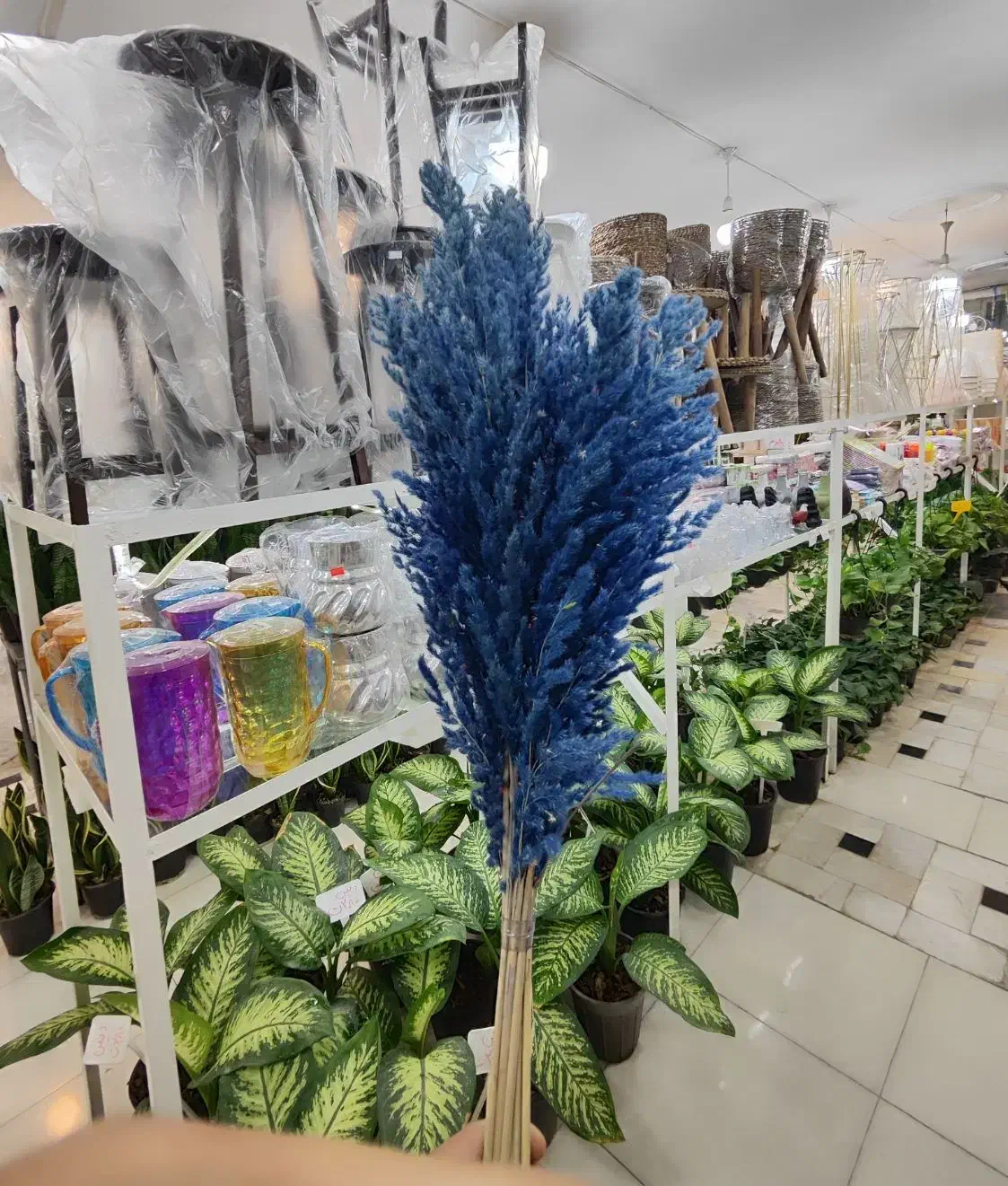 گل خشک پامپاس شفلرا پتوس دیفن آگلونما زاموفیلیا|گل و گیاه طبیعی|قم, ولیعصر|دیوار