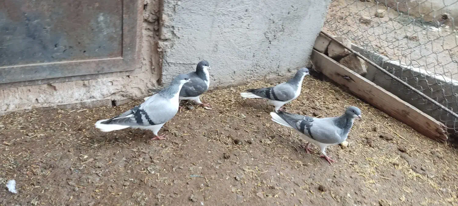 بدرنگ|پرنده|بوئین زهرا, |دیوار