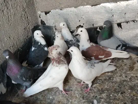 کبوتر پرشی ساعت سنگین|پرنده|رباط‌کریم, منجیل آباد|دیوار