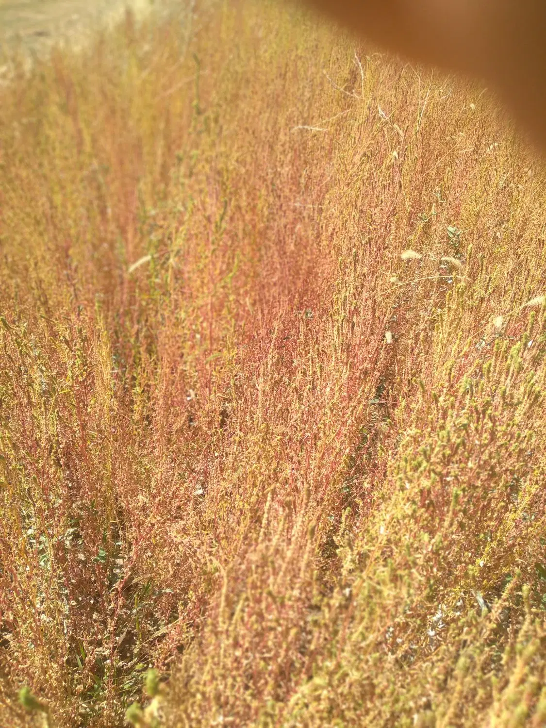 جارو|جاروبرقی، جارو شارژی، بخارشو|نورآباد, |دیوار