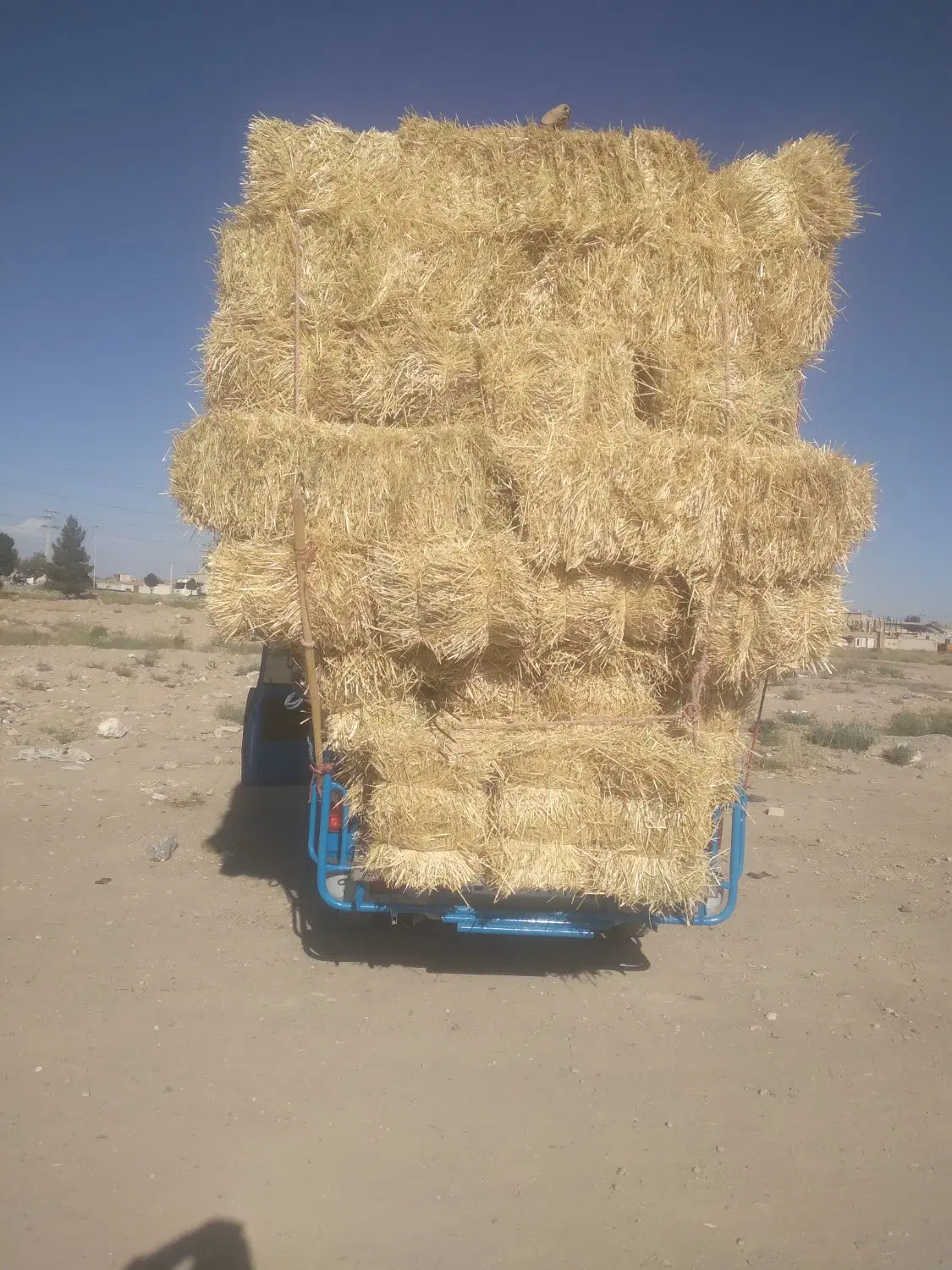 کاه پرس|لوازم جانبی حیوانات|ارزوئیه, |دیوار