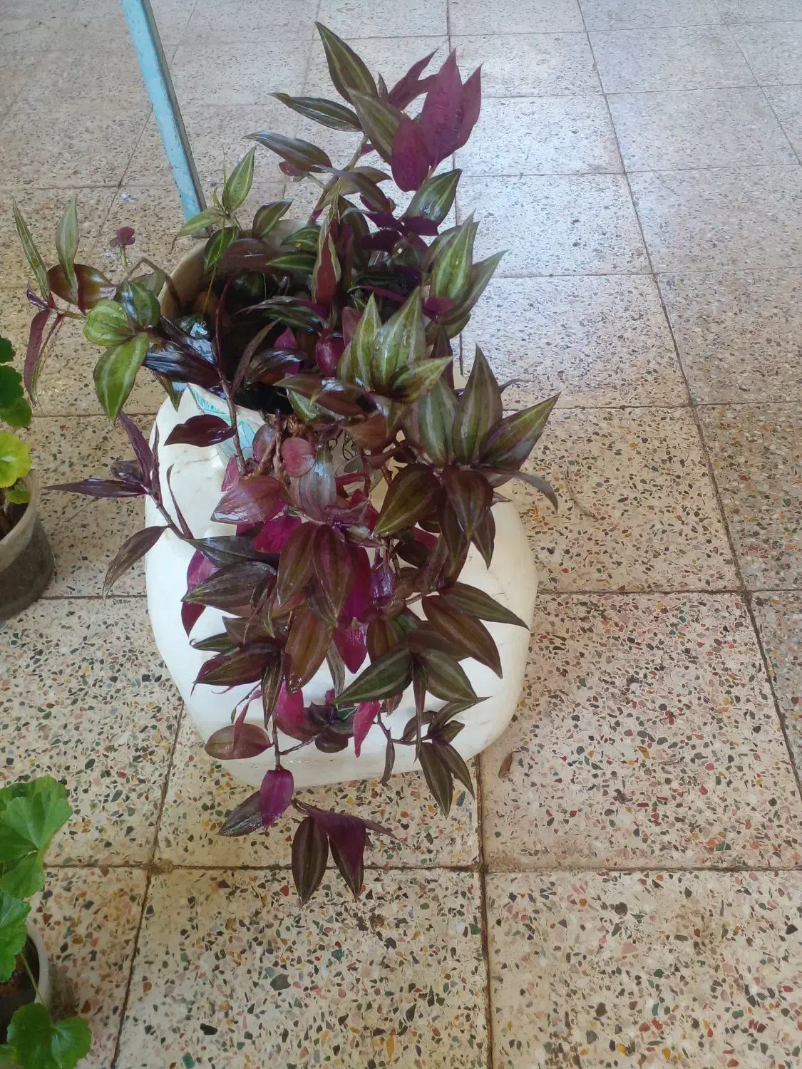 گل طبیعی ۵۰عدد|گل و گیاه طبیعی|جیرفت, |دیوار