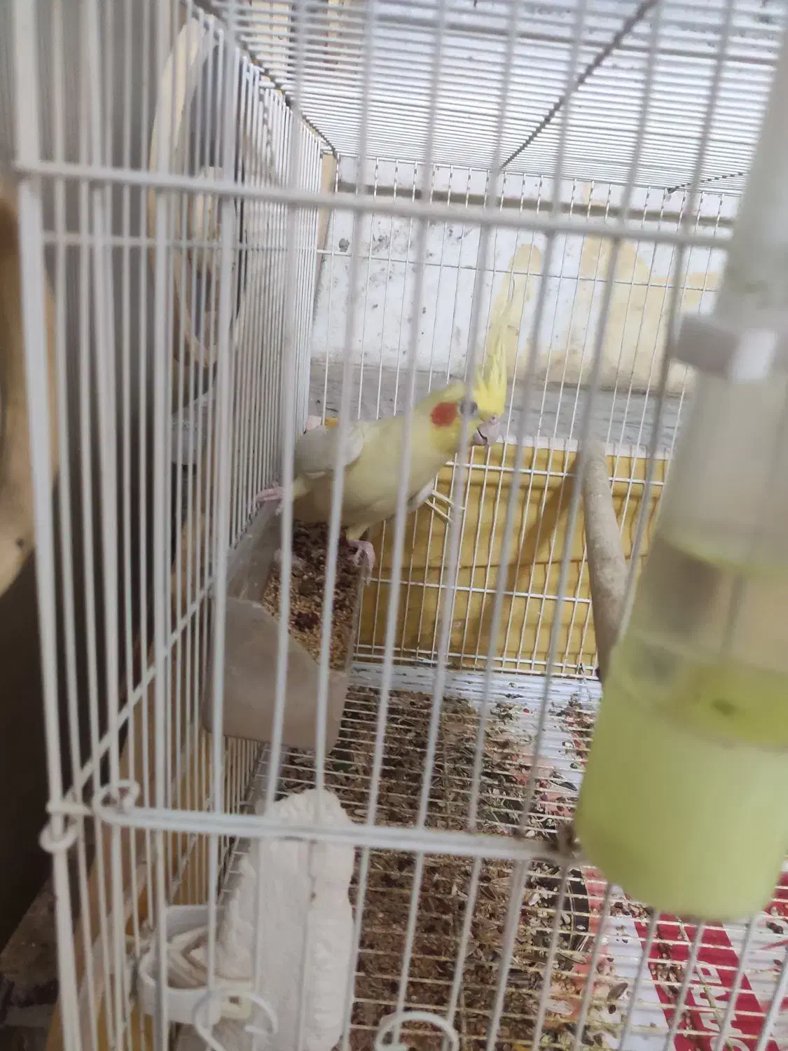 فروش عروس هلندی|پرنده|بندر کنگان, |دیوار