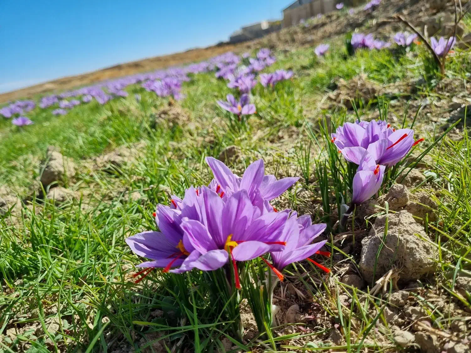 زعفران اصیل و مرغوب|خوردنی و آشامیدنی|تهران, سیروس|دیوار